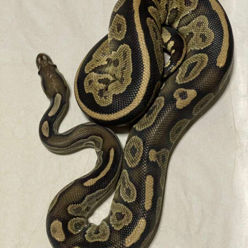 BLACK PASTEL HET PIED PROVEN