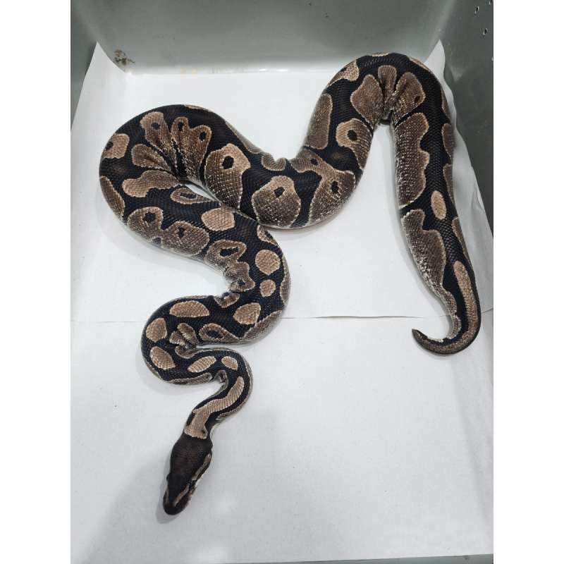 F Proven Axanthic VPI/TSK het Clown 100%