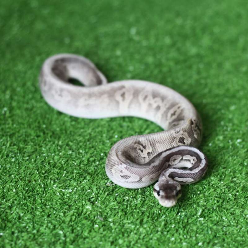 M Cinnamon Fader Lesser Pastel (super rare)