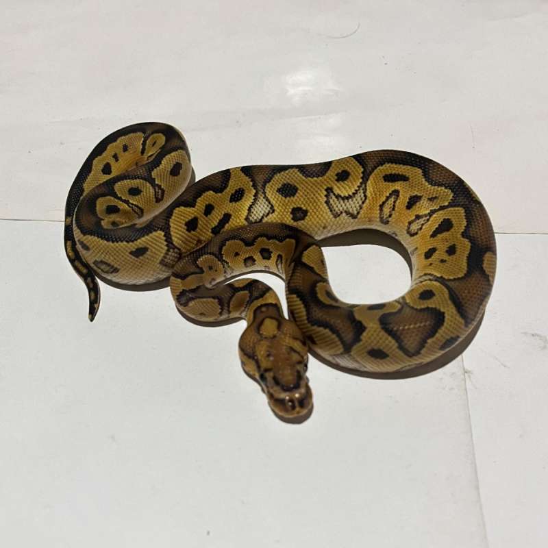 F. clown