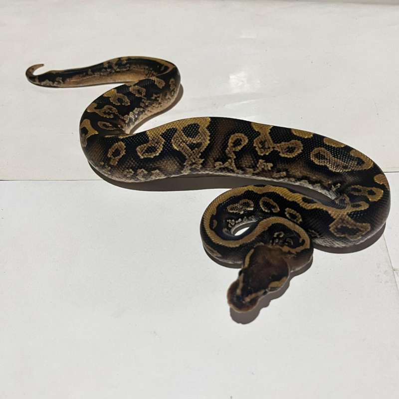 M. Leopard mahogani yellowbelly het pied
