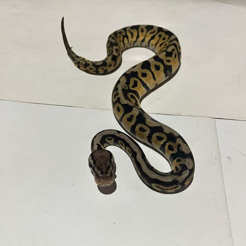 F. Pastel spotnose het dg