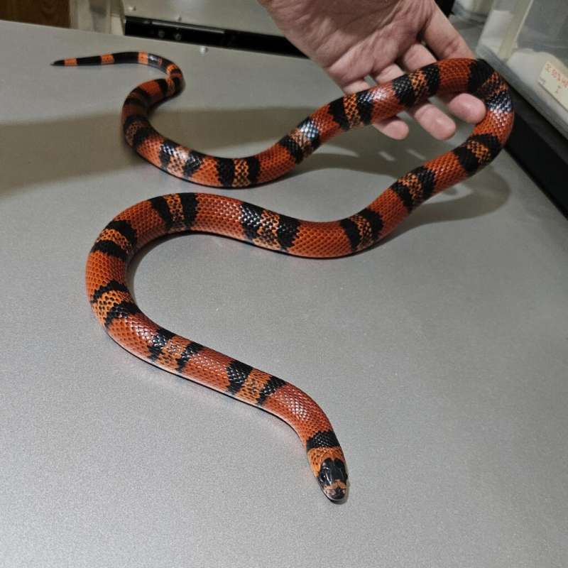Honduran Tangerine het Albino 66% het Hypo
