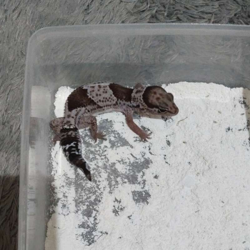 AFT Oreo