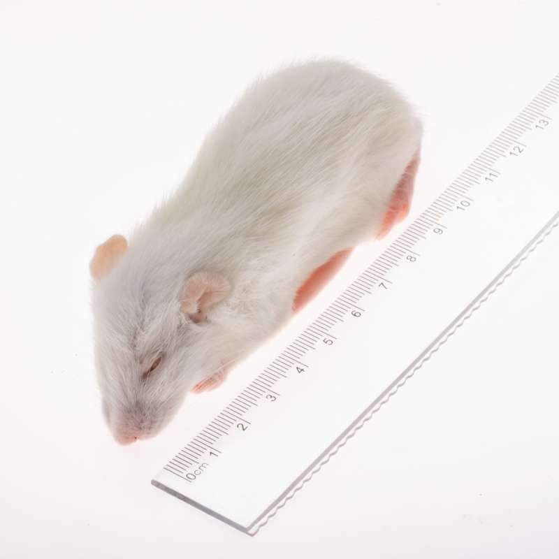 TIKUS PUTIH/TIKUS BEKU 1EKOR (SMALL)