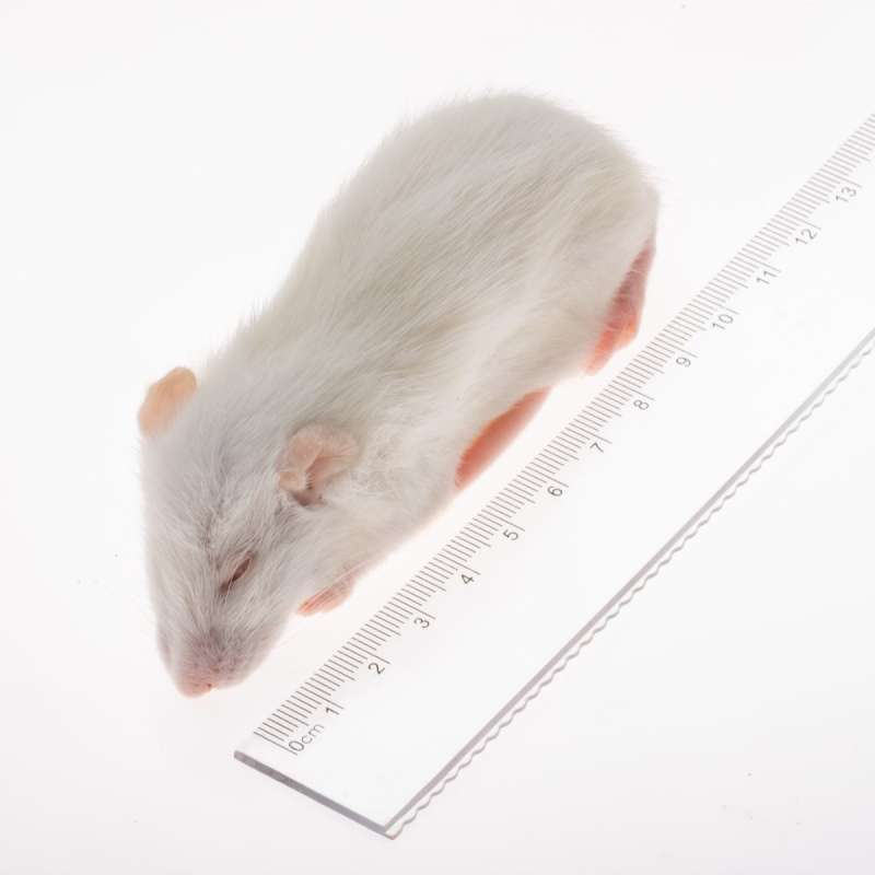 TIKUS PUTIH/TIKUS BEKU 1EKOR (MEDIUM)