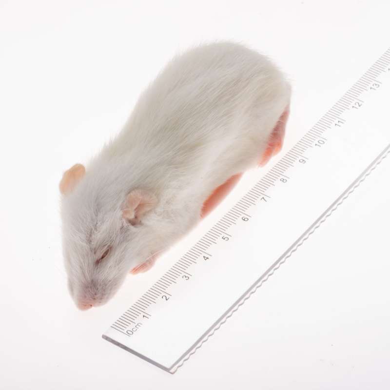 TIKUS PUTIH/TIKUS BEKU 1EKOR (EXTRALARGE)