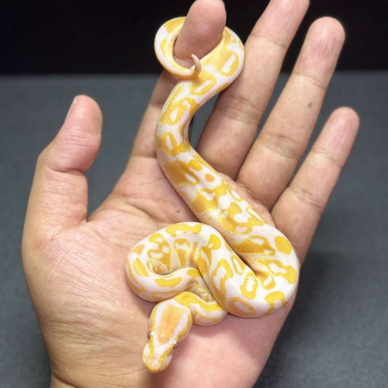 Female Lavender het Pied