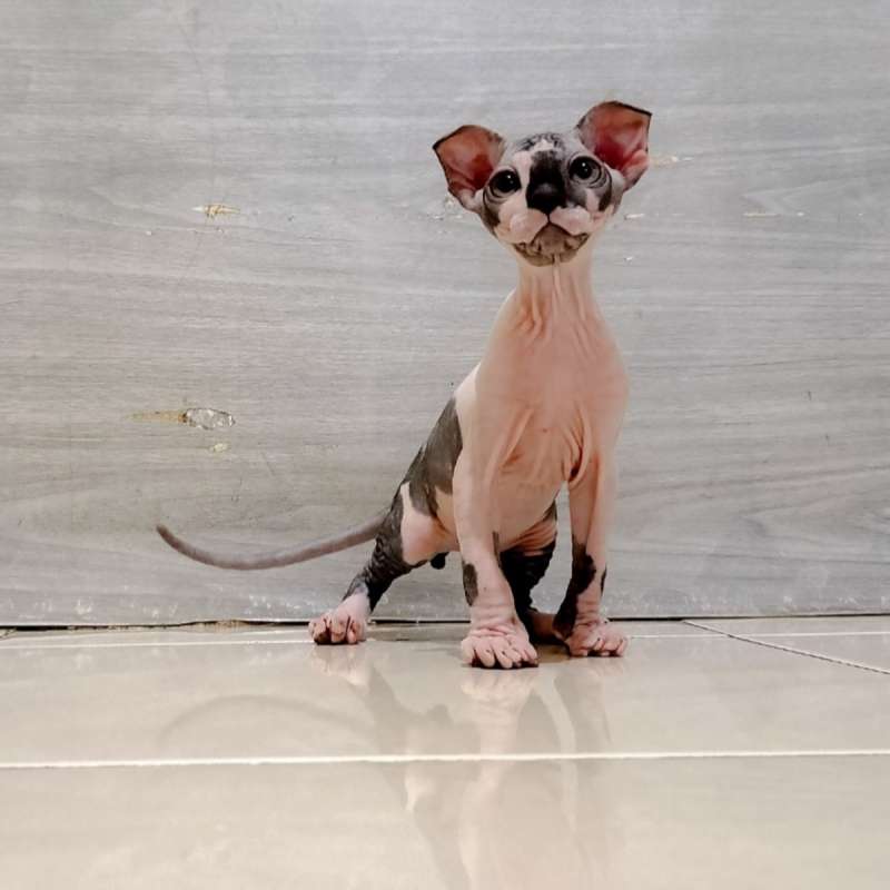 Sphynx levkoy