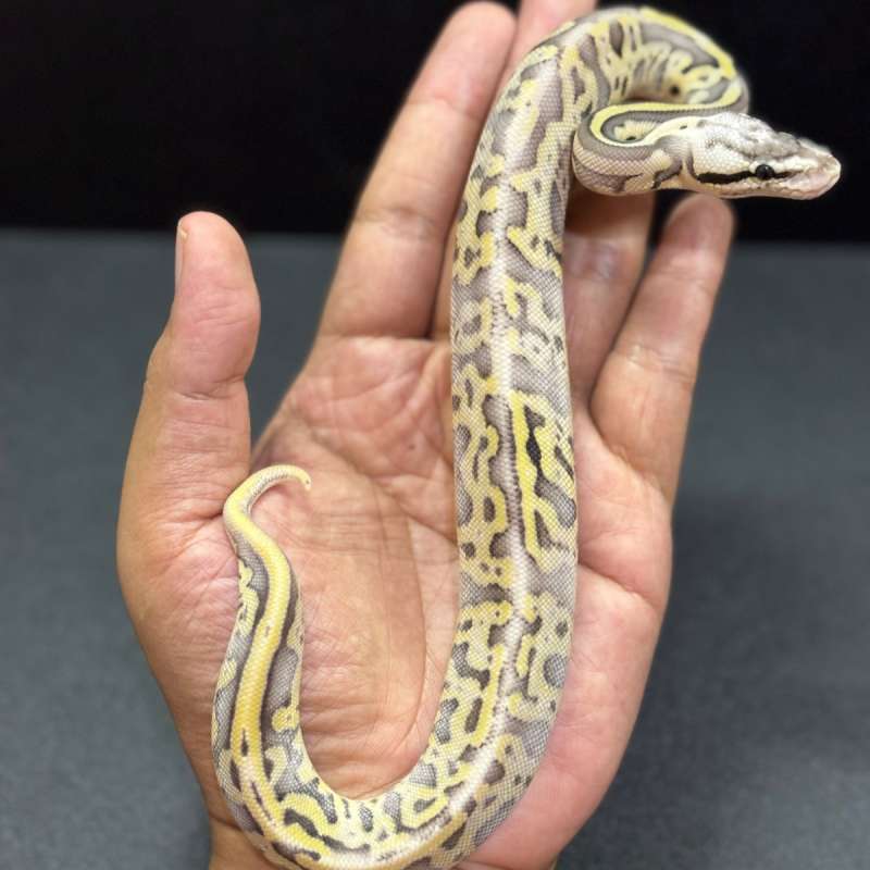 Leopard Super Pastel Yellowbelly 66% het Clown
