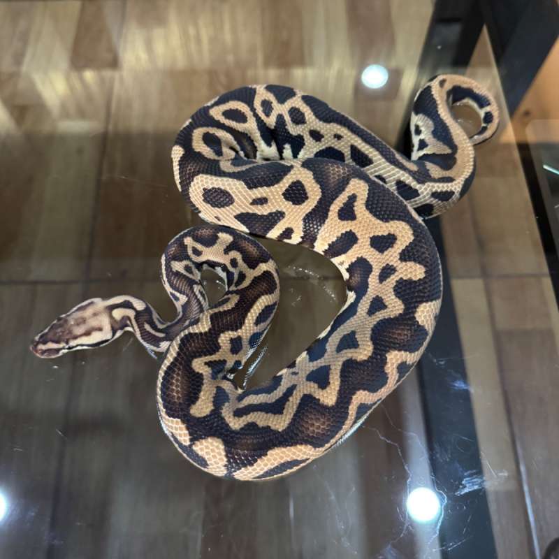 Pastel leopard het lavender male