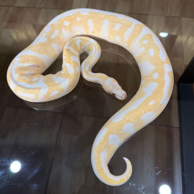 Leopard lavender het clown female