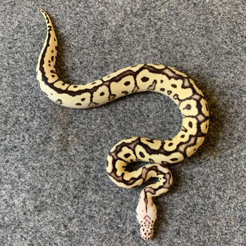 DG SN pastel clown