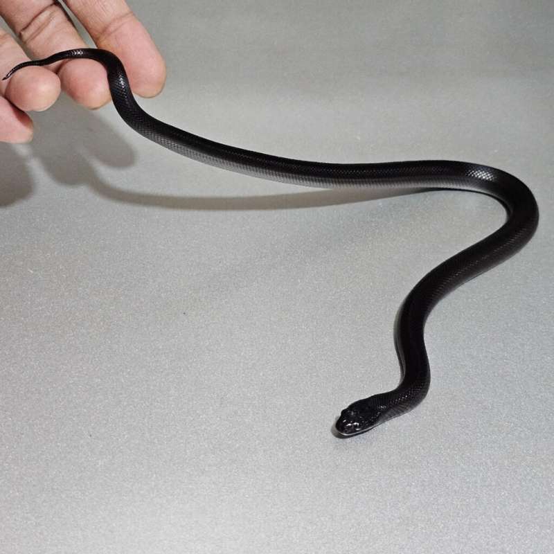 Mexican Black Kingsnake