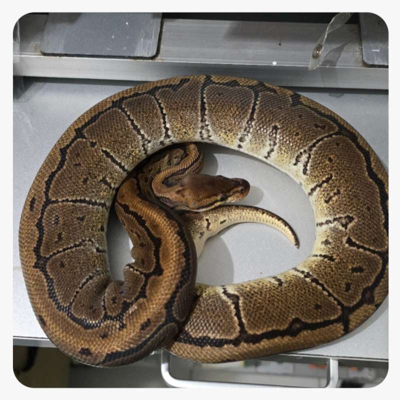 Female Pinstripe Mahogany Proven