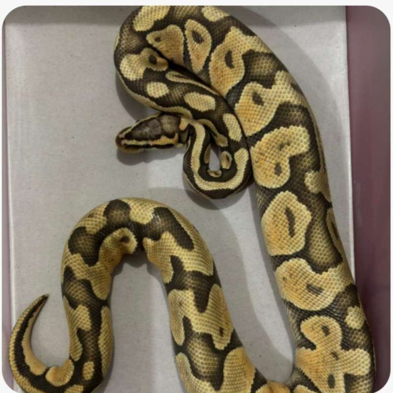 Hypo pastel yb
