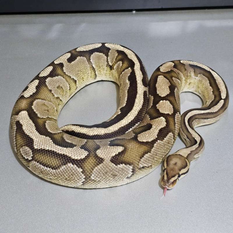 Fire Specter het Axanthic(Vpi)