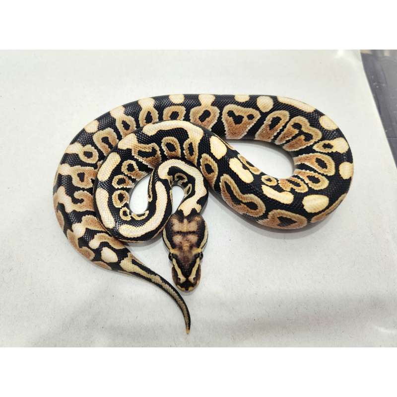 Spotnose DG ph Clown
