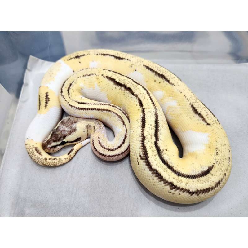 F Pastel Spectre Pied het DG
