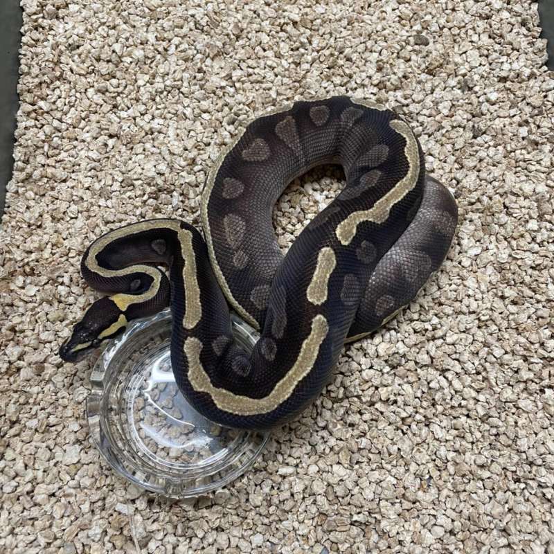 F GHI Mojave het Clown