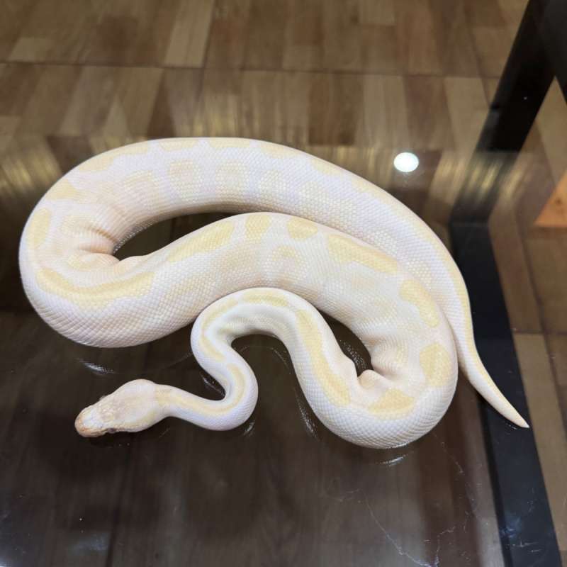 Mojave lavender poss het axanthic male