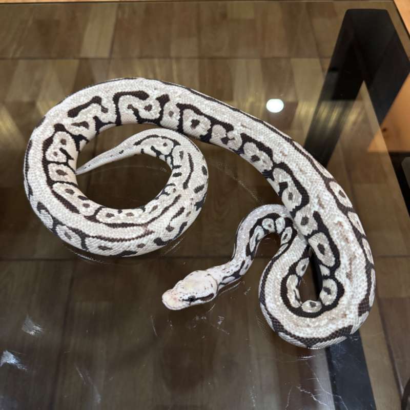 Pastel spotnose desert ghost male
