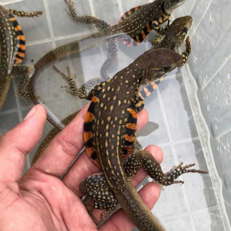 REPTIL Butterfly agama lizard