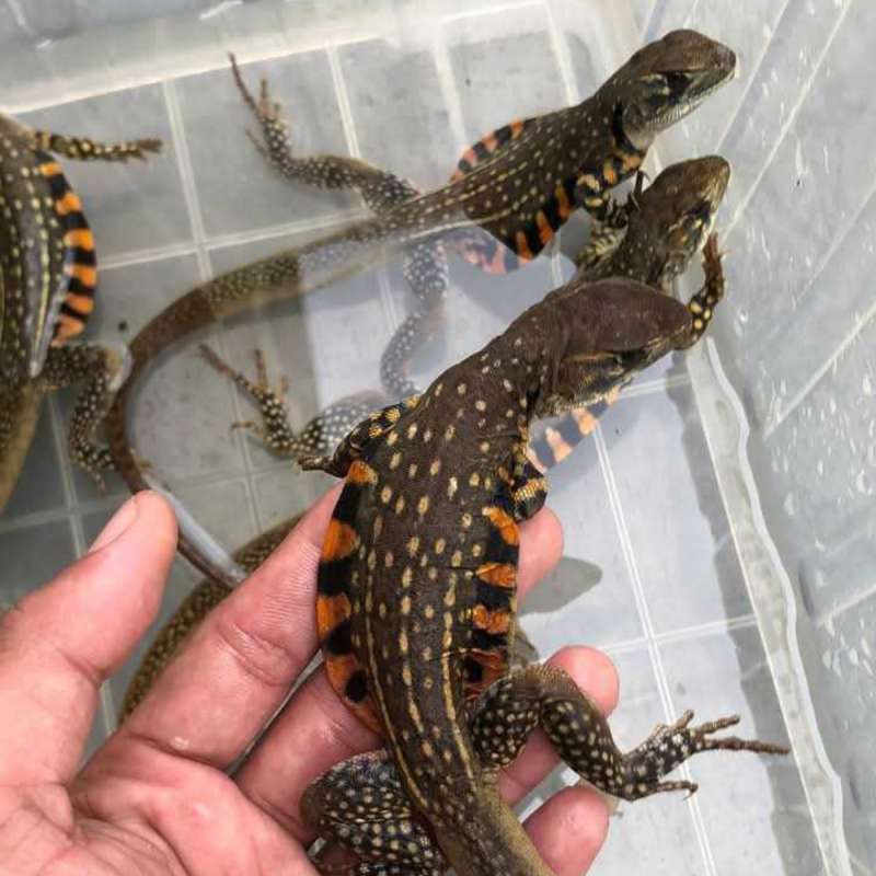 10 ekor butterfly agama reptil peliharaan