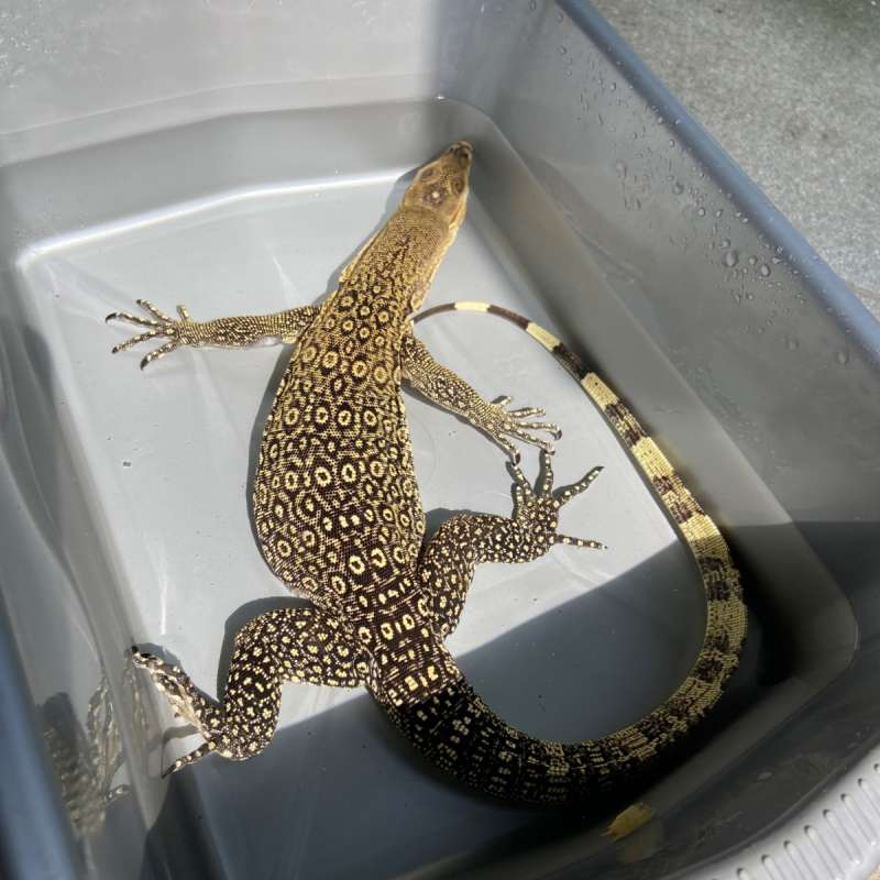 V. Salvator macromaculatus