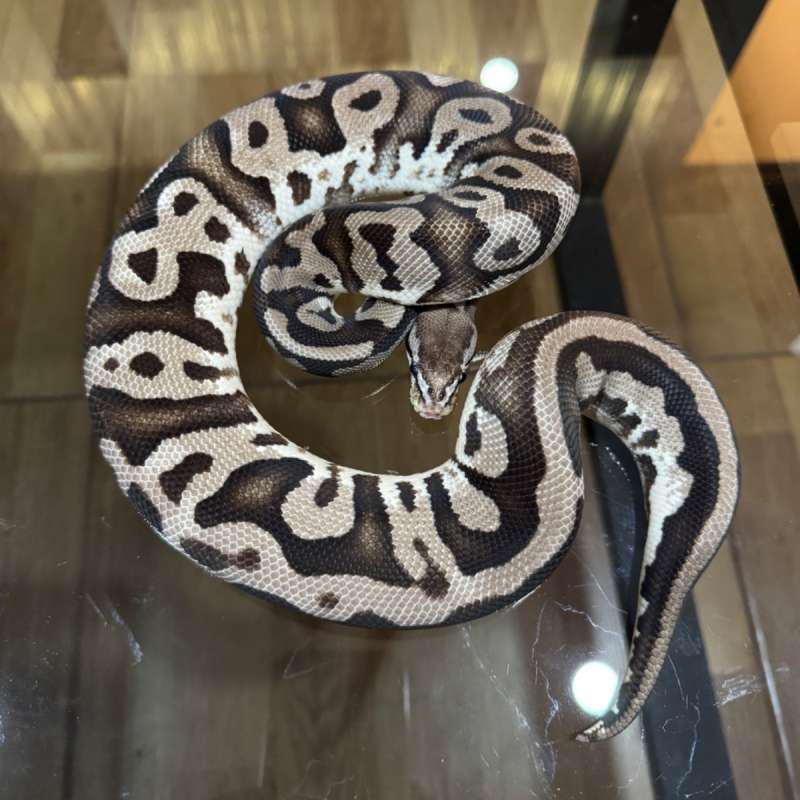 Pastel leopard axanthic poss het pied female