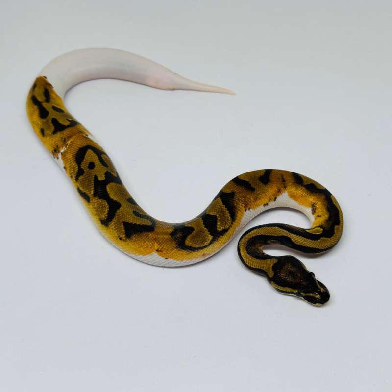 Pied Ball Python Ph Albino Male