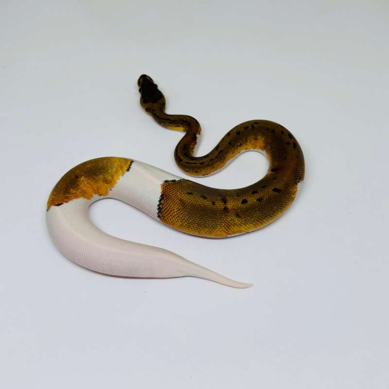 Pinstripe Pied Ph Albino Ball Python Male