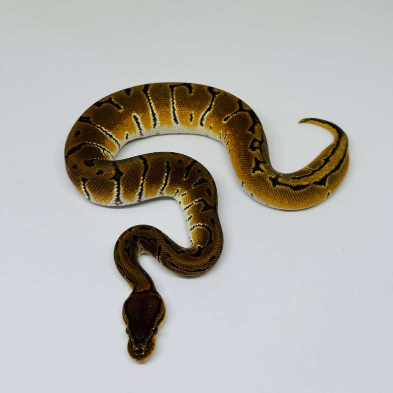 Pinstripe Ph Albino Pied Ball Python Male