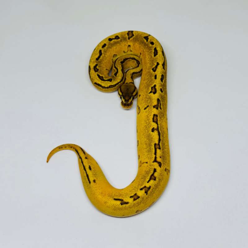 OD Fire Pinstripe Ph Albino Pied Ball Python Female