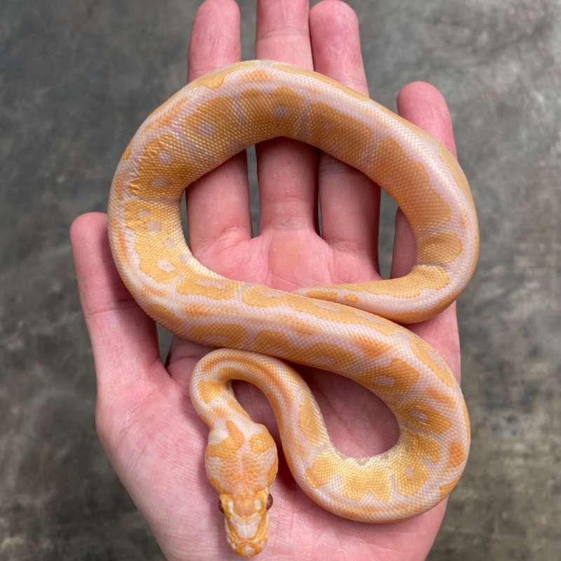 lavender clown