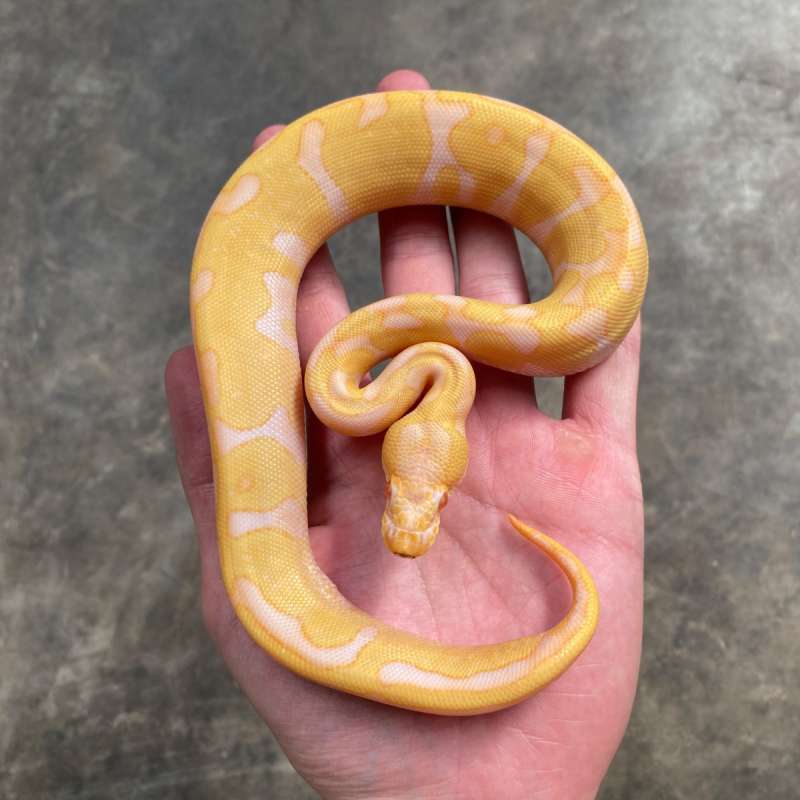 leopard enchi albino