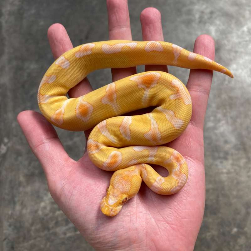 enchi lavender clown