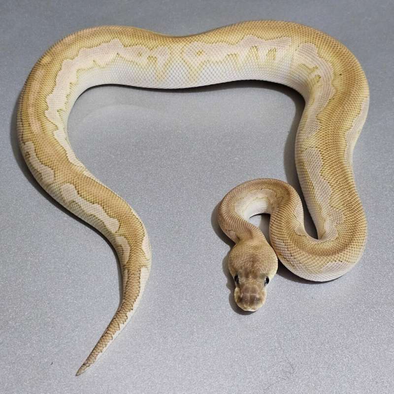 Lesser Cinnamon Clown