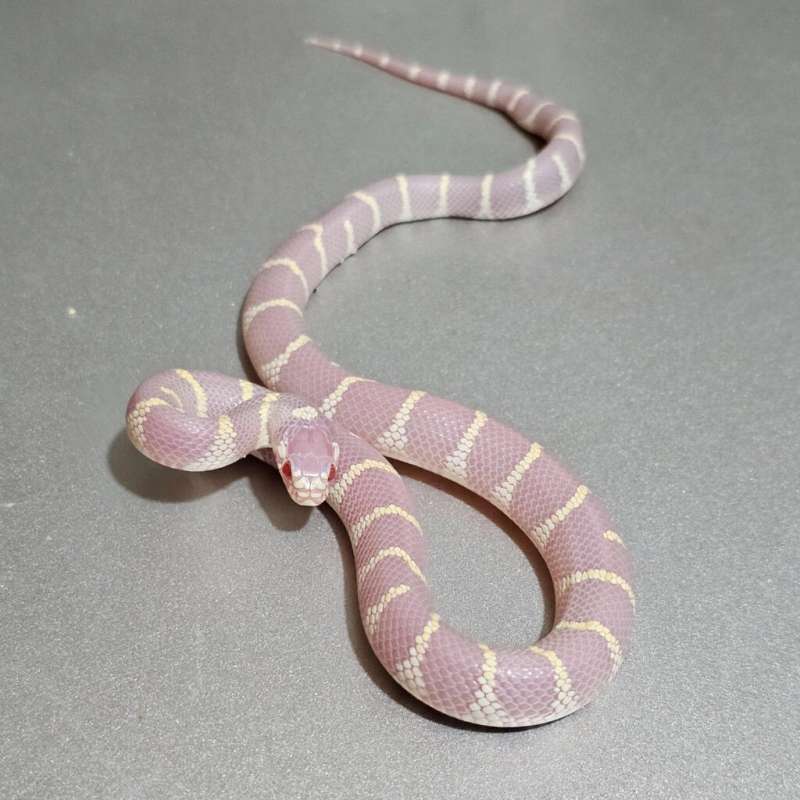 Ks California Albino Banded
