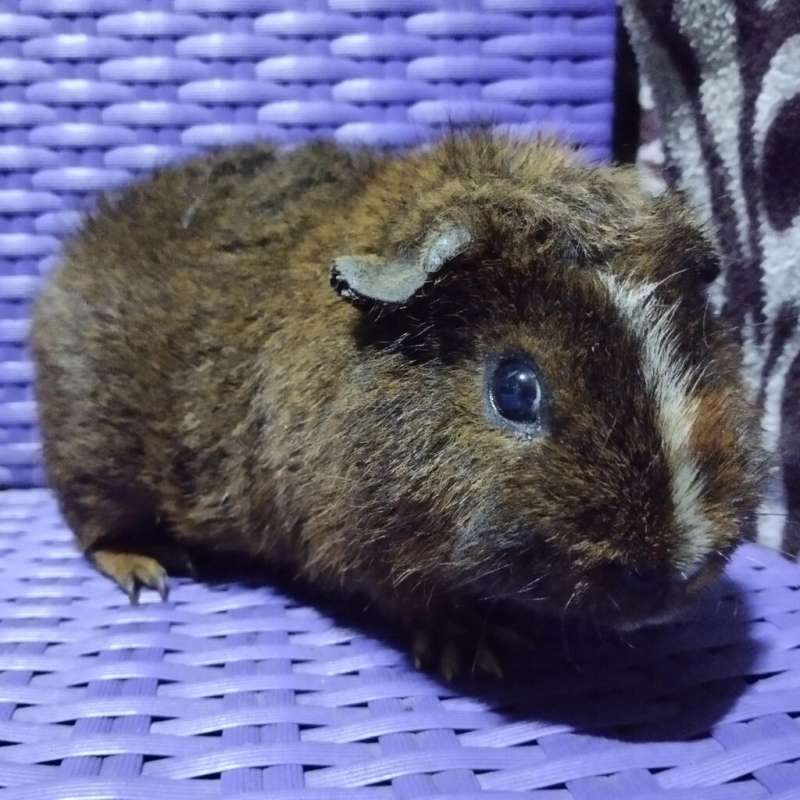 Teddy guinea pig Marmut Hias
