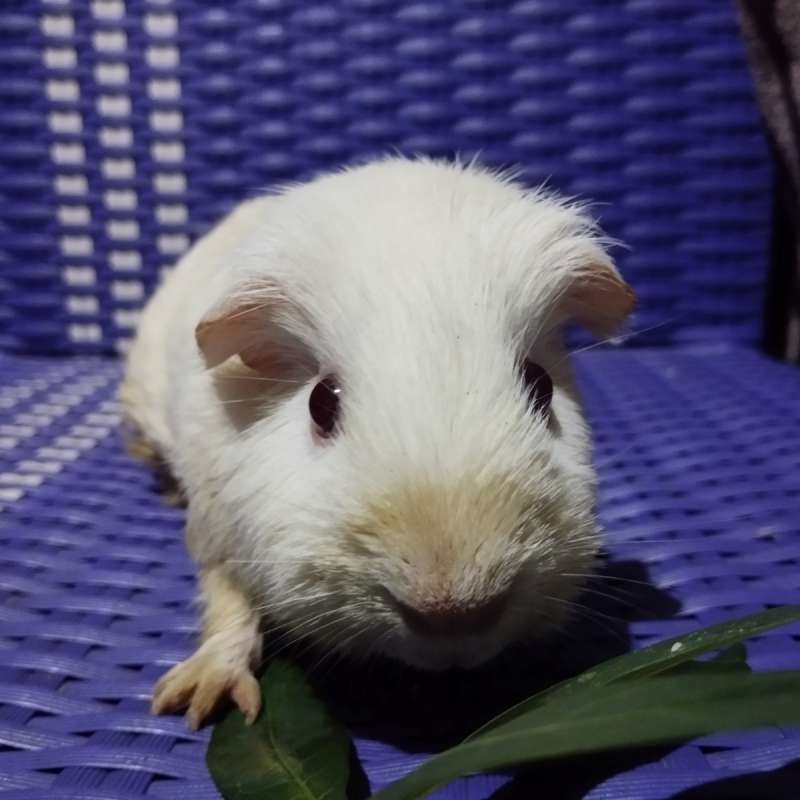 American Guinea pig albino Marmut Hias