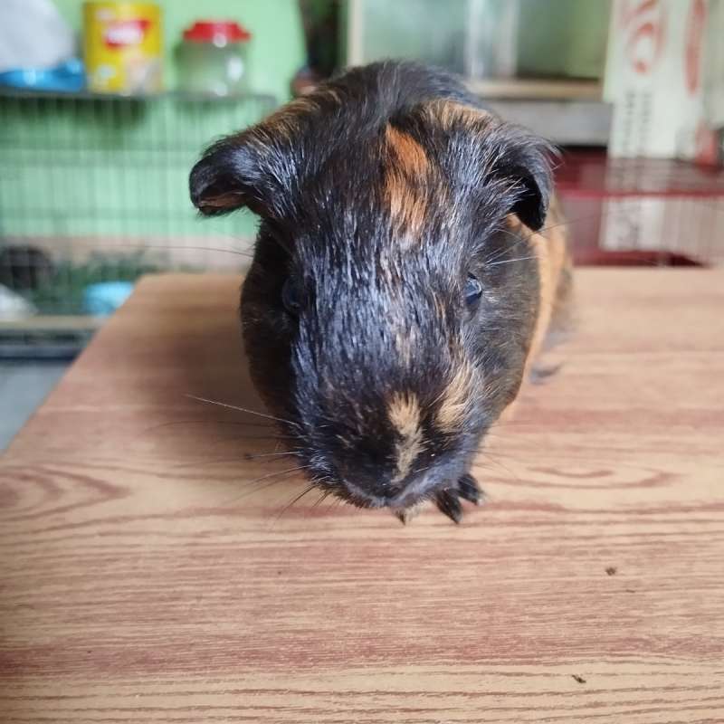 American Guinea pig Marmut Hias