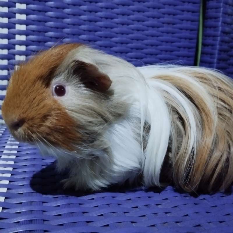 Silky guinea pig marmut hias