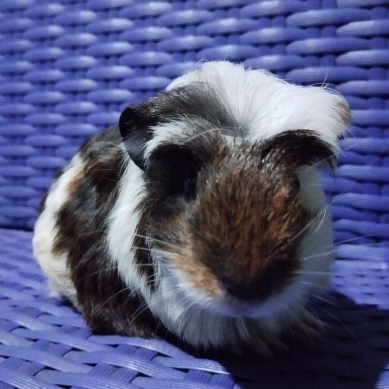 Crested Guinea pig marmut Hias