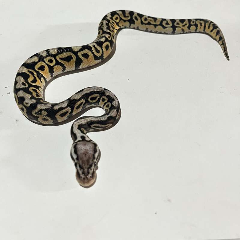M. Pastel spotnose het.DG