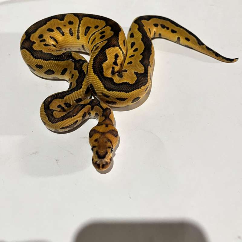 M. leopard clown