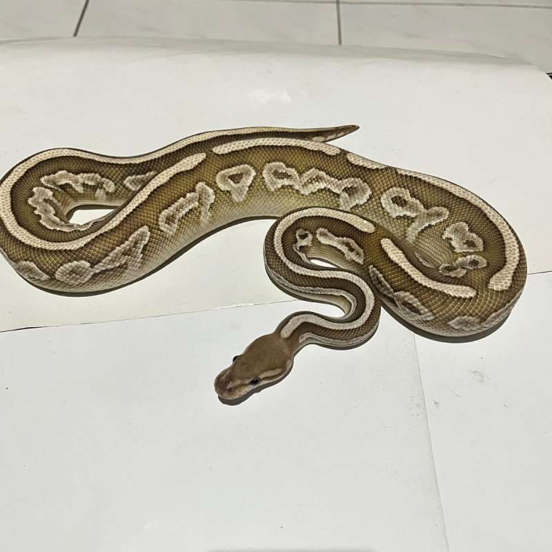 M. Vanilla lesser het DG