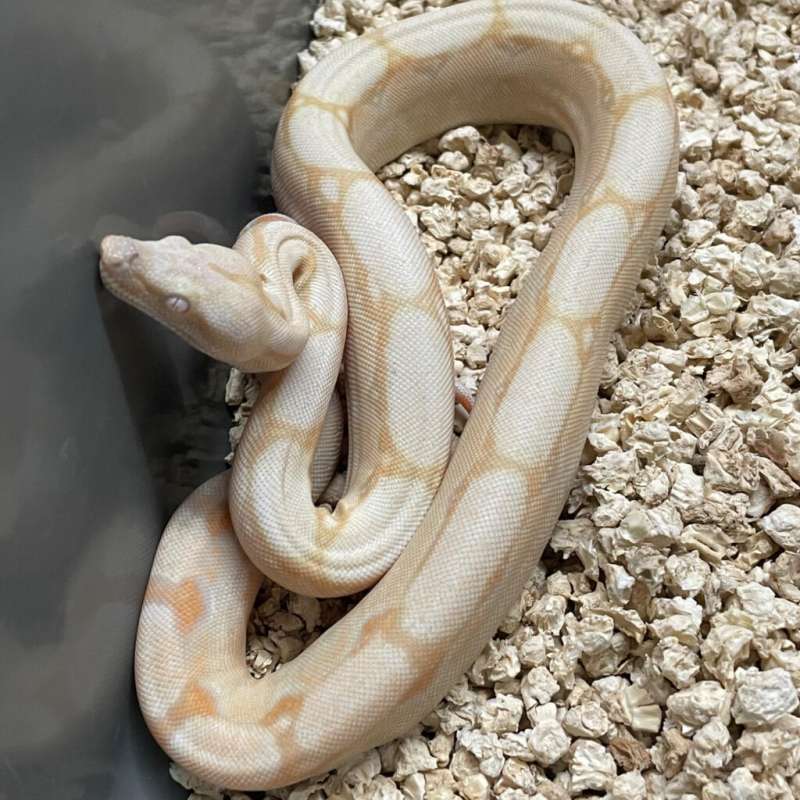 F Albino (Sharp) het 66% Anery (Minus)