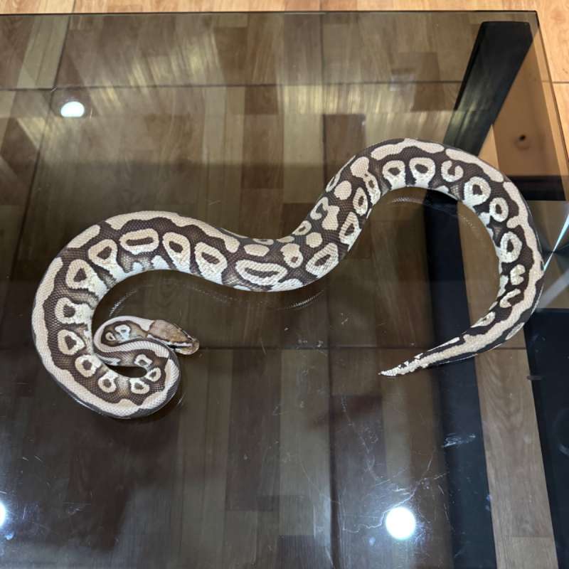 Pastel spotnose mojave het clown poss het monsoon male