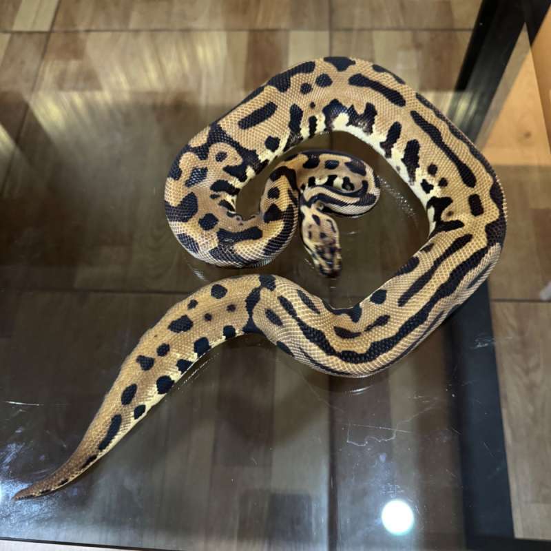 Pastel enchi leopard confusion poss het clown female